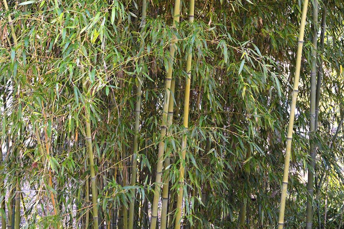 Bamboo - Bamboo groves flourish along Amazon river systems like Tambopata