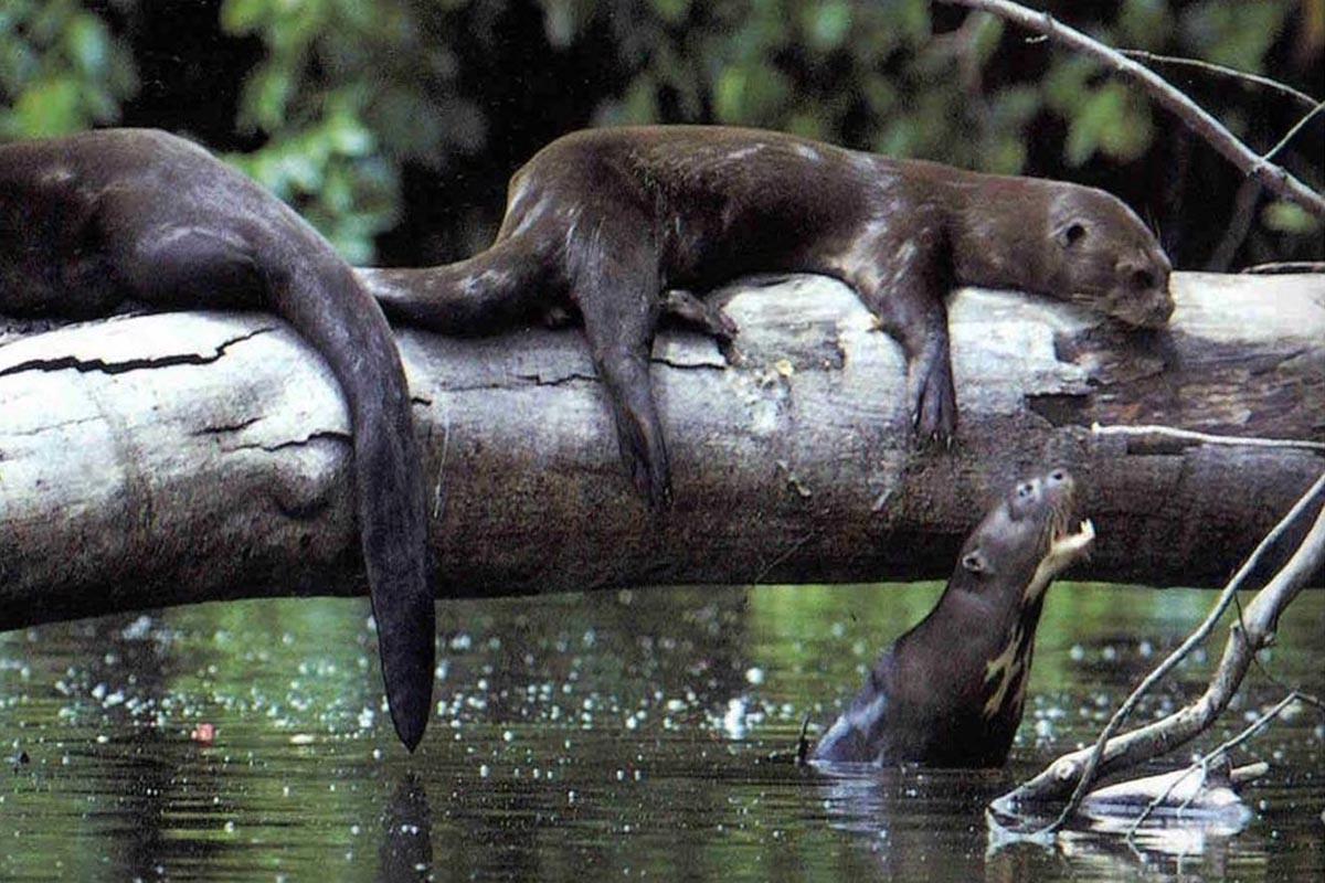 Giant River Otters One Of The Amazon Forest S Top Predators
