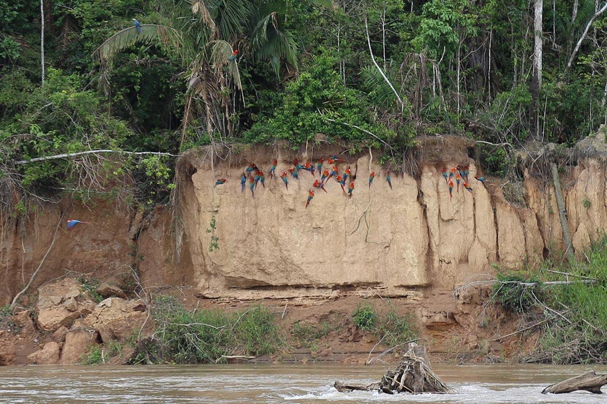 Macaw and parrot clay licks - A highlight among the Amazon&rsquo;s many attractions