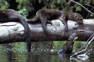 Giant river otters: One of the Amazon forest's top predators