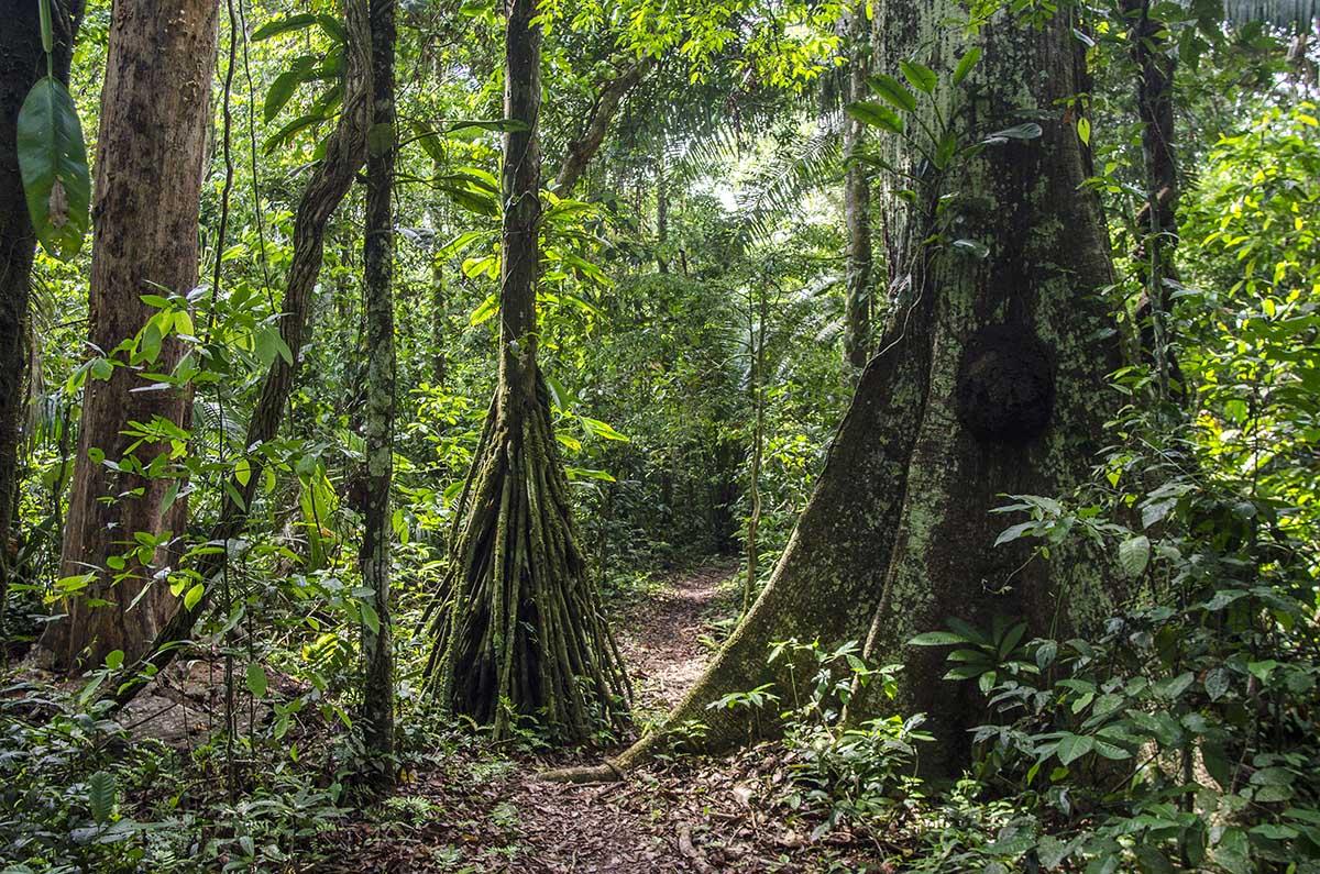 Rainforest Trees Amazon Forests Live On Sunlight Water