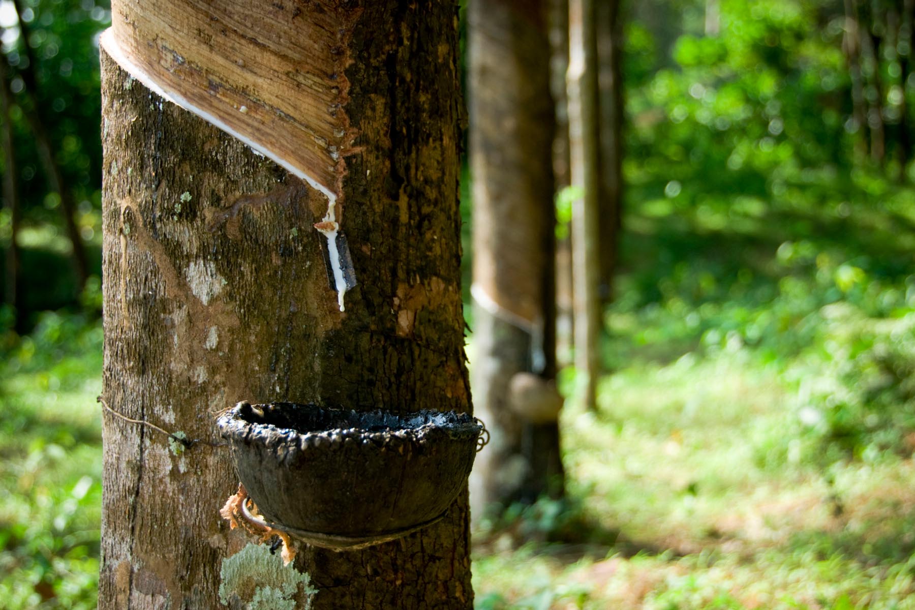 Rubber trees - Native to the rainforests of the Amazon basin