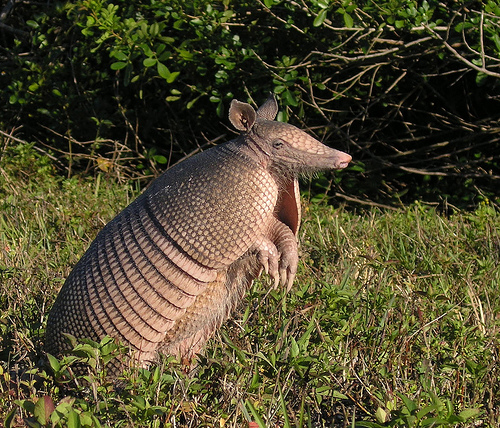 Image result for giant armadillo