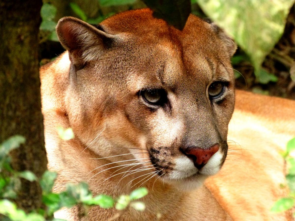 The puma: This most adaptable of big cats is present in National