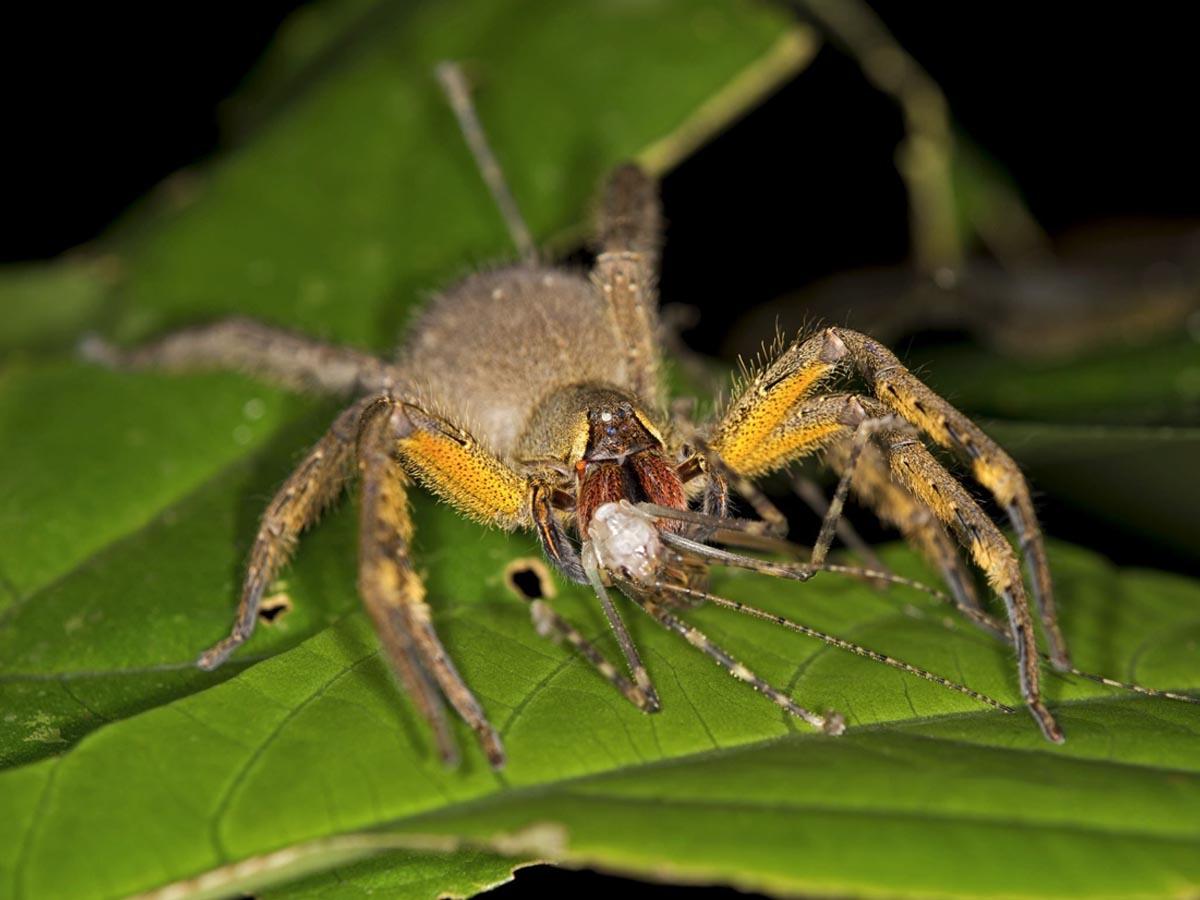 wandering spider indigenous